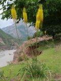 Eremurus stenophyllus. Цветущее растение. Таджикистан, Горно-Бадахшанская автономная обл., Нурободский р-н, хр. Петра Первого, кишл. Ёфуч, выс. ≈ 1400 м н.у.м., надпойменная терраса р. Обихингоу. 19 июня 2026 г.