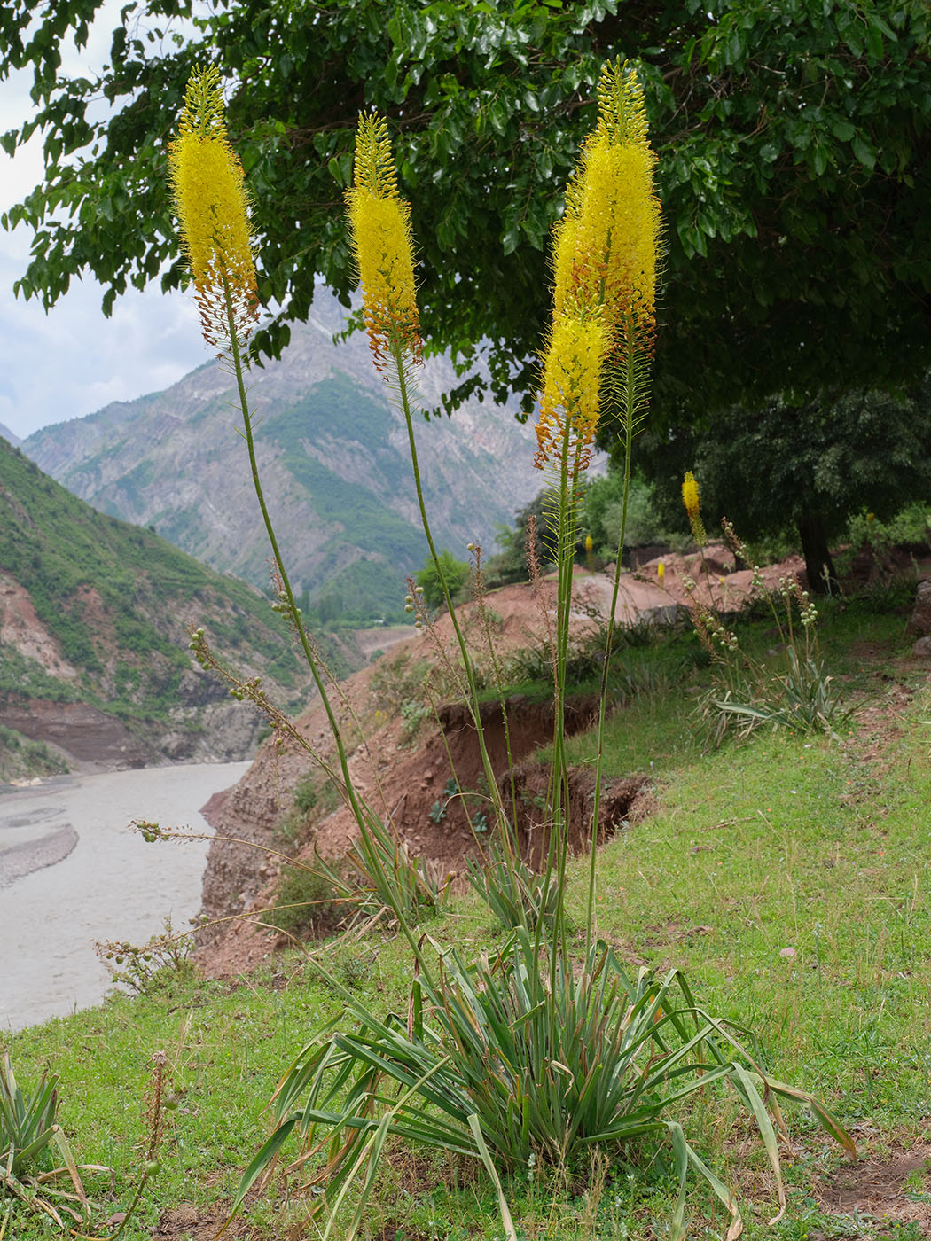 Image of Eremurus stenophyllus specimen.