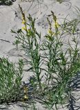 Linaria vulgaris. Цветущие растения. Калининградская обл., Зеленоградский р-н, Куршская коса, подножие дюны. 30.06.2025.