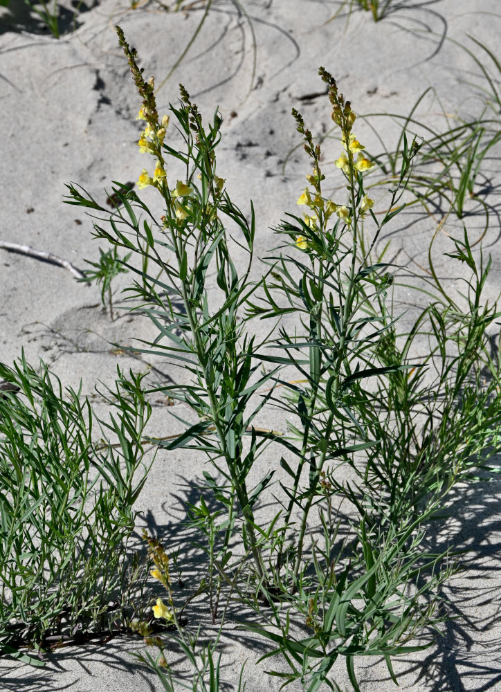 Изображение особи Linaria vulgaris.