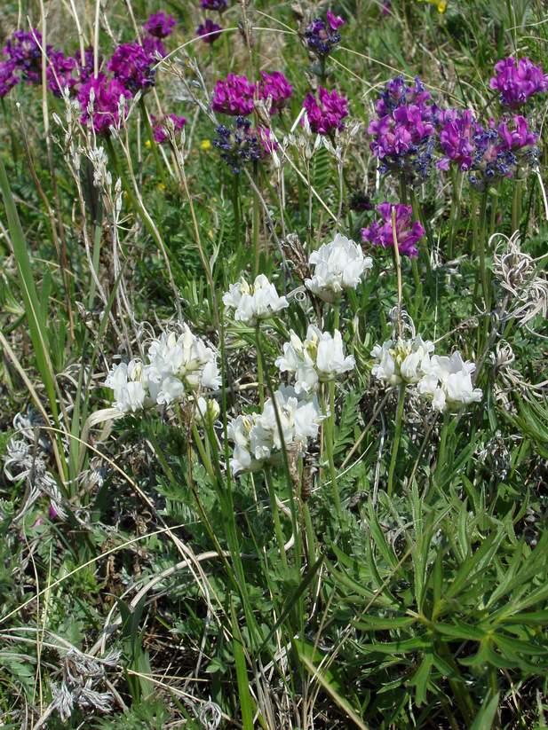 Изображение особи Oxytropis ambigua.