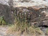 Allium svetlanae