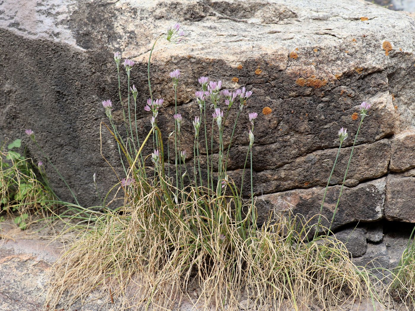 Изображение особи Allium svetlanae.