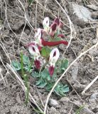 Corydalis persica