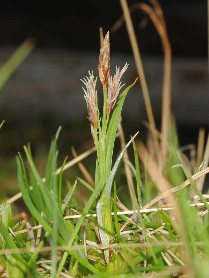 Изображение особи Carex rariflora.