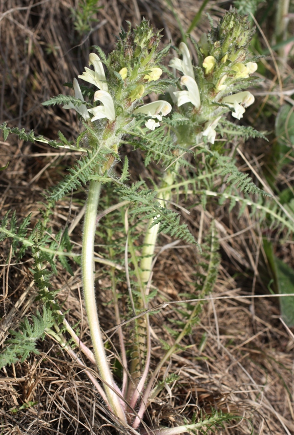 Изображение особи Pedicularis physocalyx.