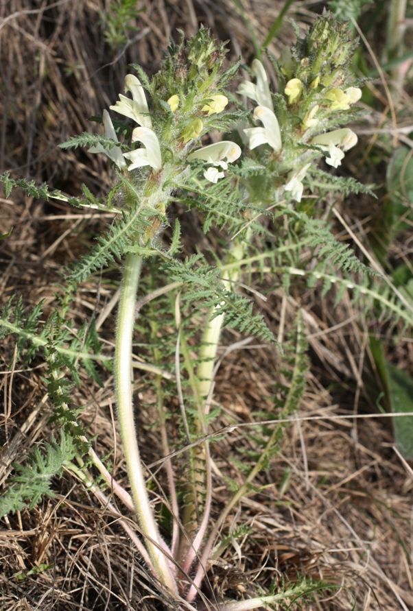 Image of Pedicularis physocalyx specimen.