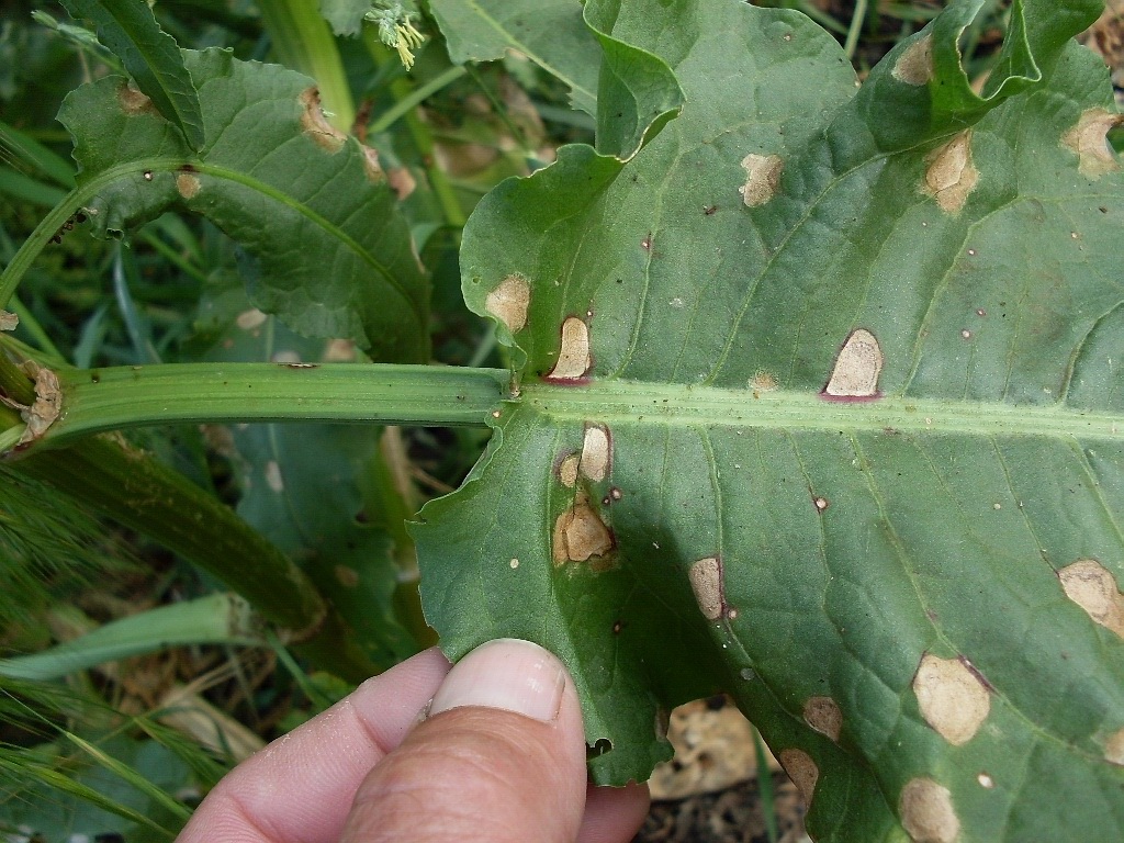 Image of Rumex patientia ssp. orientalis specimen.