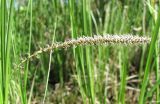 Carex acuta