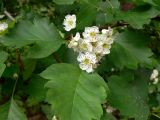 Crataegus sanguinea