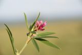 Trifolium lupinaster