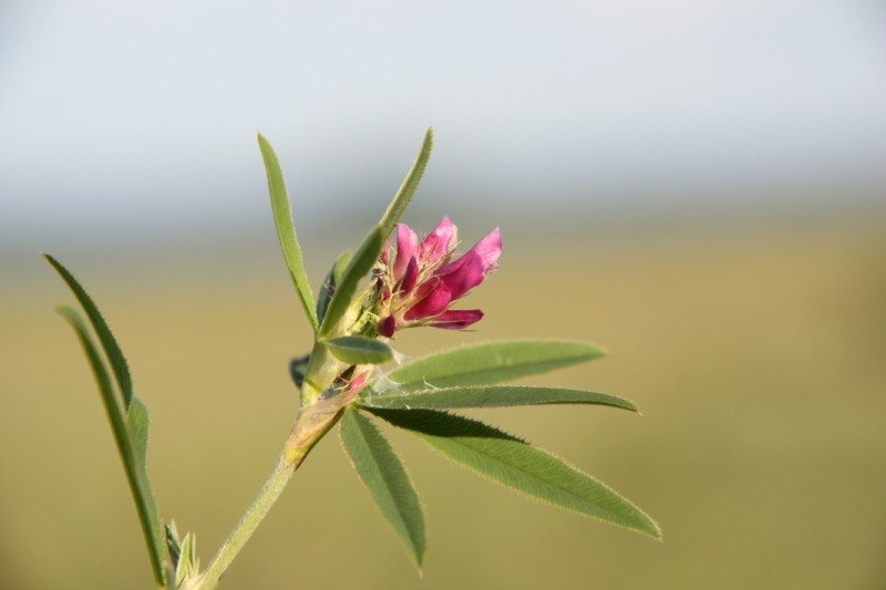 Image of Trifolium lupinaster specimen.