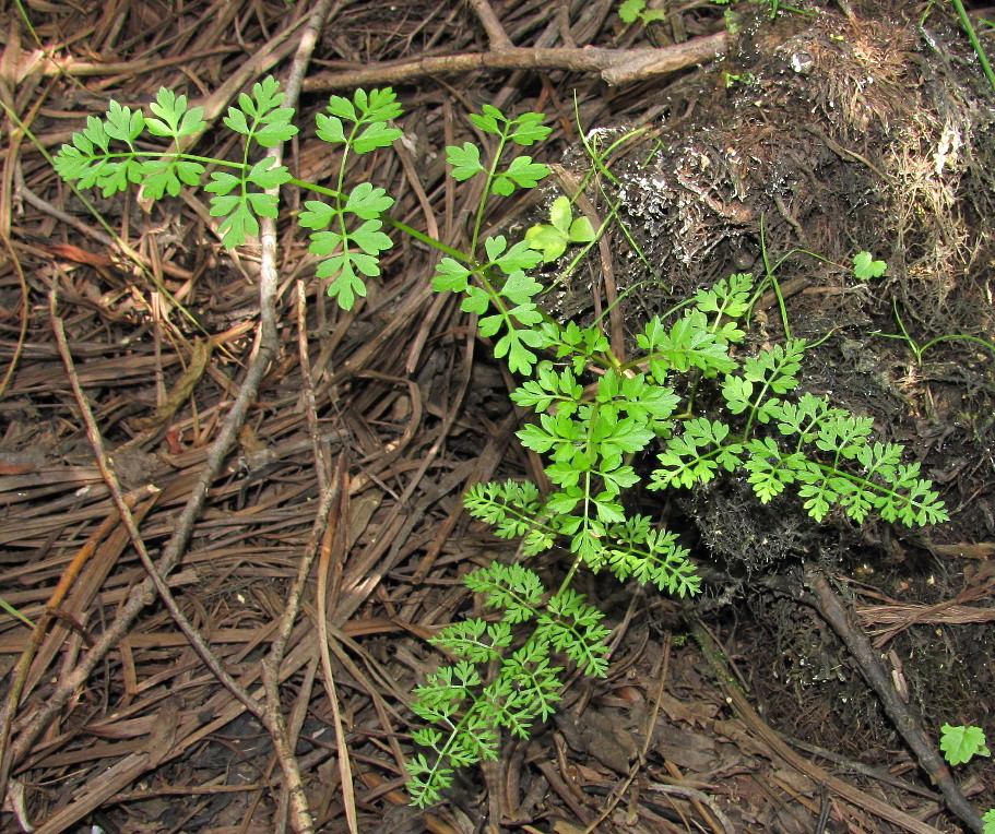 Image of Oenanthe aquatica specimen.