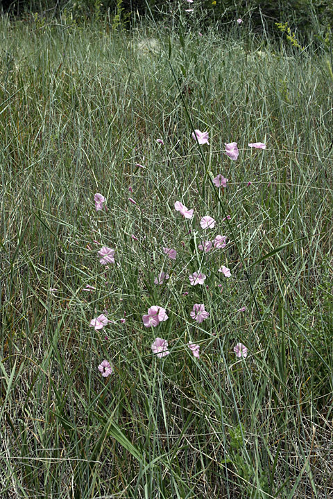 Image of Convolvulus subhirsutus specimen.