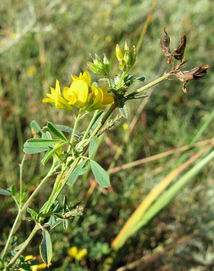 Изображение особи Medicago romanica.