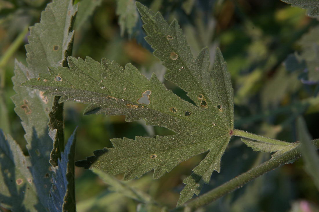 Изображение особи Althaea taurinensis.