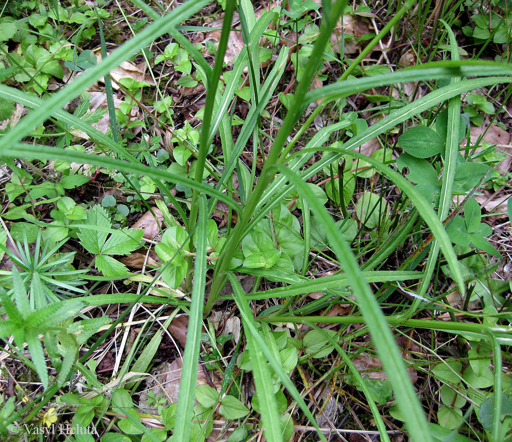Изображение особи Campanula persicifolia.