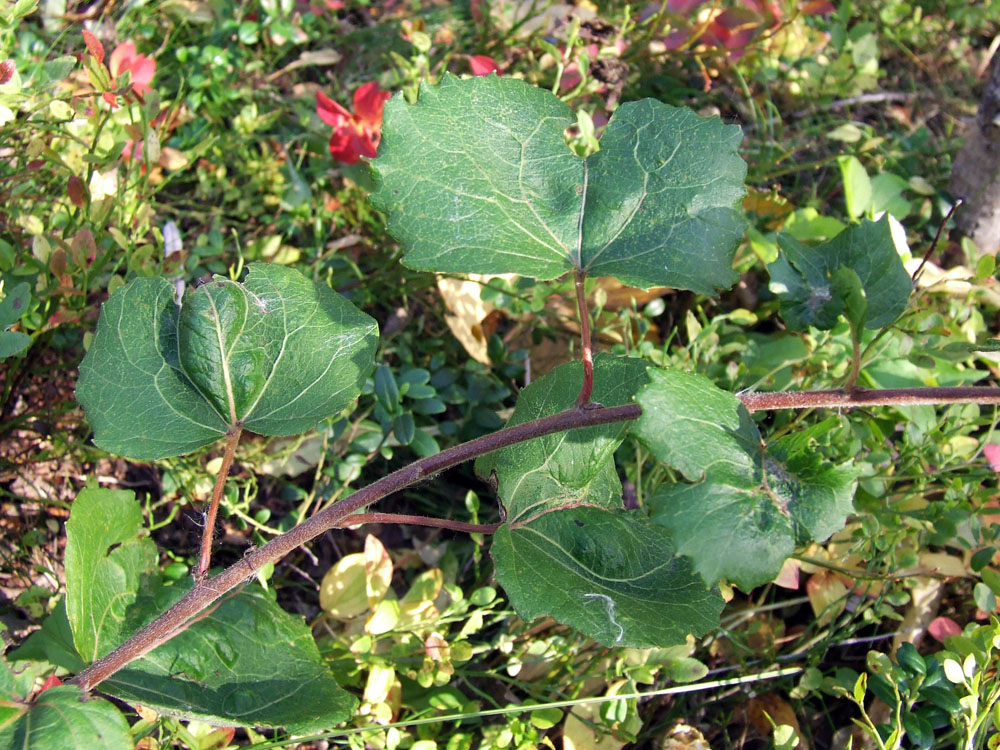 Image of Populus tremula specimen.