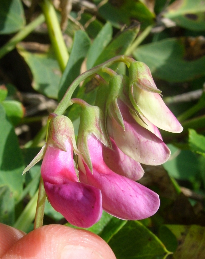 Image of Lathyrus japonicus ssp. maritimus specimen.