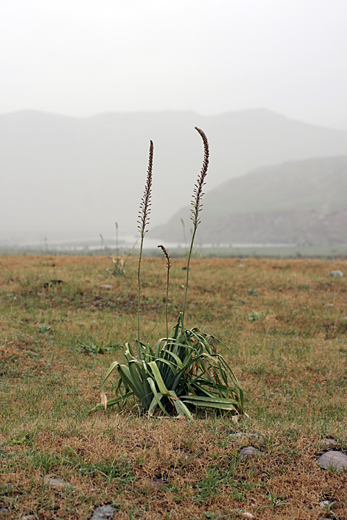 Изображение особи Eremurus comosus.