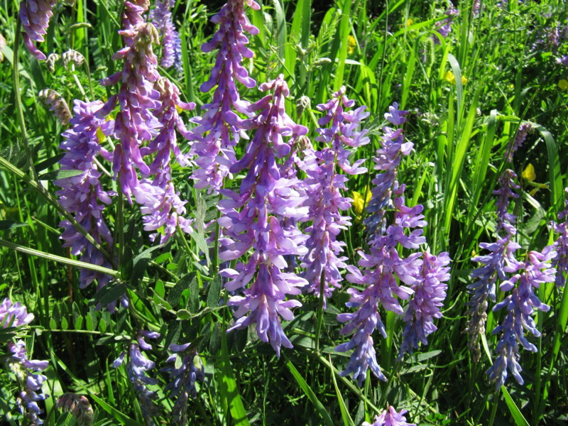 Image of Vicia cracca specimen.