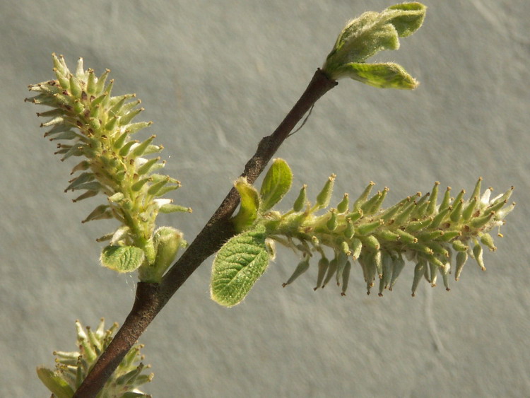 Изображение особи Salix aurita.