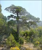 Juniperus excelsa. Отдельно стоящее дерево в можжевеловом редколесье. Черноморское побережье Кавказа, Новороссийск, у мыса Шесхарис. 15 сентября 2008 г.