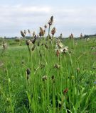 Plantago lanceolata