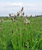 Plantago lanceolata. Верхушки цветущих растений. Смоленская обл., Смоленский р-н., окрестности Каспли. 29.05.2011.