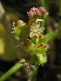 Hydrocotyle vulgaris. Соцветие с цветками и завязавшимися плодами. Нидерланды, провинция Drenthe, национальный парк Drentsche Aa, заказник Eexterveld, заболоченный луг. 13 июля 2008 г.