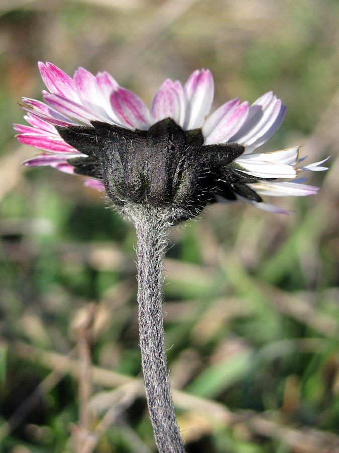 Image of Bellis sylvestris specimen.