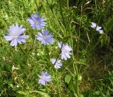 Cichorium intybus