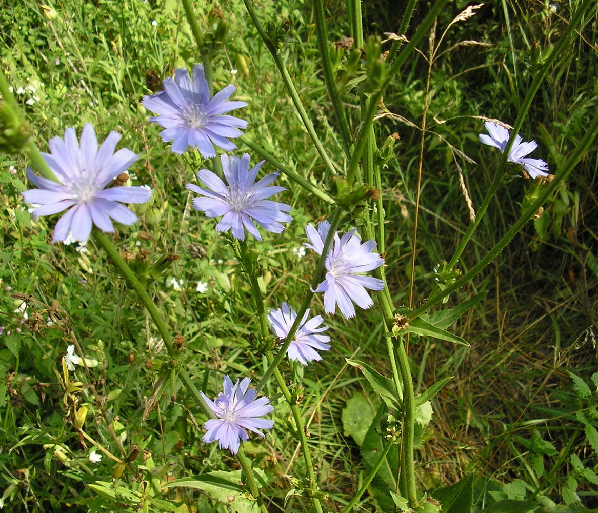 Image of Cichorium intybus specimen.