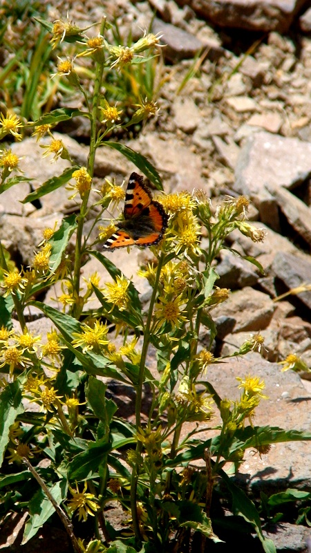 Image of Solidago virgaurea ssp. caucasica specimen.