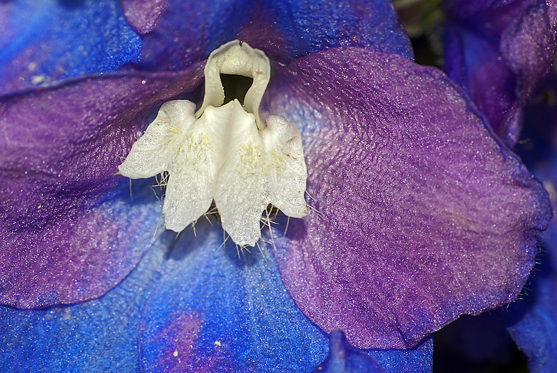Изображение особи Delphinium × phoeniceum.