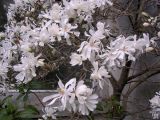 Magnolia stellata