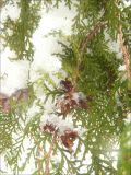 Platycladus orientalis. Ветвь с вскрывшимися шишками, покрытая снегом. Черноморское побережье Кавказа, г. Новороссийск, в культуре. 30 января 2012 г.