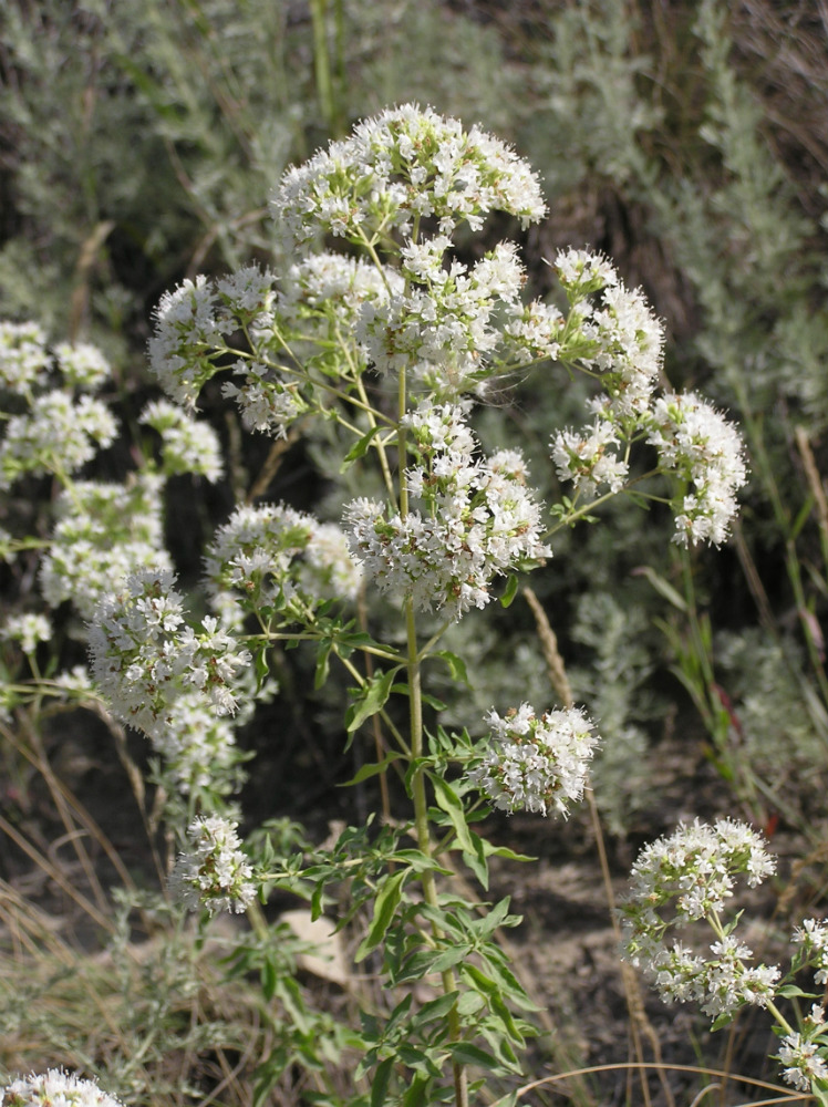 Image of Origanum vulgare specimen.