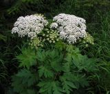 Heracleum moellendorffii. Верхушка цветущего растения. Хабаровский край, Ванинский р-н, долина р. Тумнин. 21.07.2006.