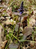 Ajuga reptans