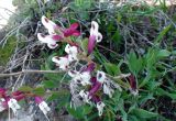 Corydalis erdelii