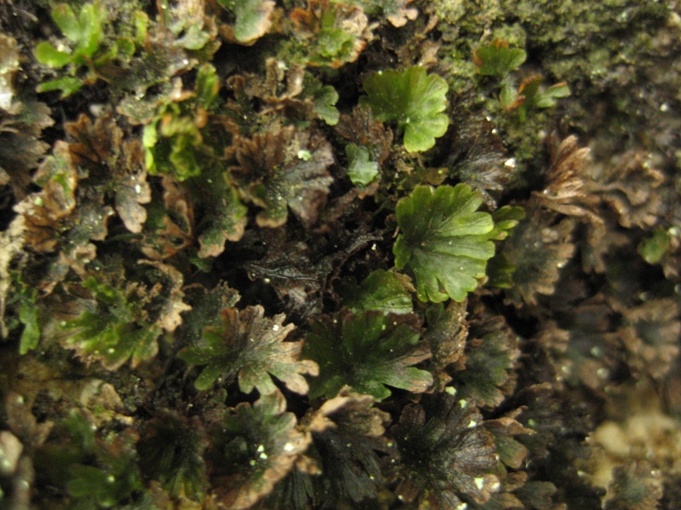 Image of Crepidomanes minutum specimen.