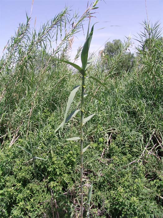 Изображение особи Arundo donax.