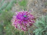 Jurinea roegneri. Соцветие с кормящимся жуком. Крым, гора Северная Демерджи. 2 июня 2012 г.