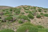 Astragalus hohenackeri