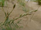 Astragalus varius