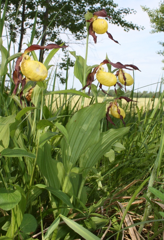 Image of Cypripedium calceolus specimen.