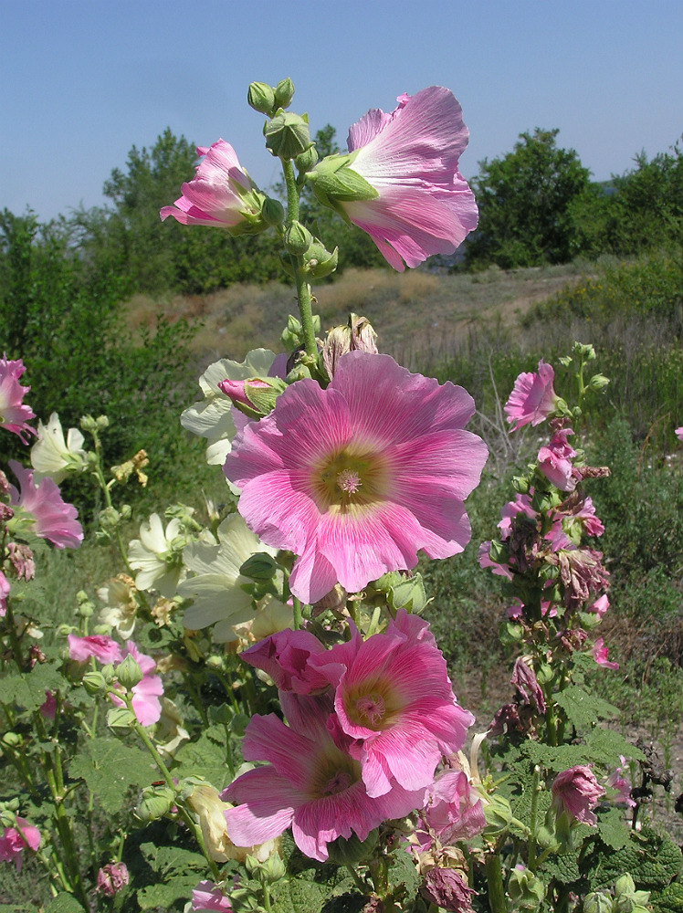 Image of Alcea rosea specimen.