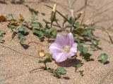 Calystegia soldanella. Цветущее растение на дюне. Испания, Бискайя, Лага (Laga). 07.06.2012.