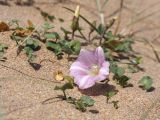 Calystegia soldanella